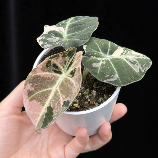 【一点もの】アロカシア ブラックベルベット ピンク斑入り Alocasia Black Velvet Pink Variegated レア 希少 9