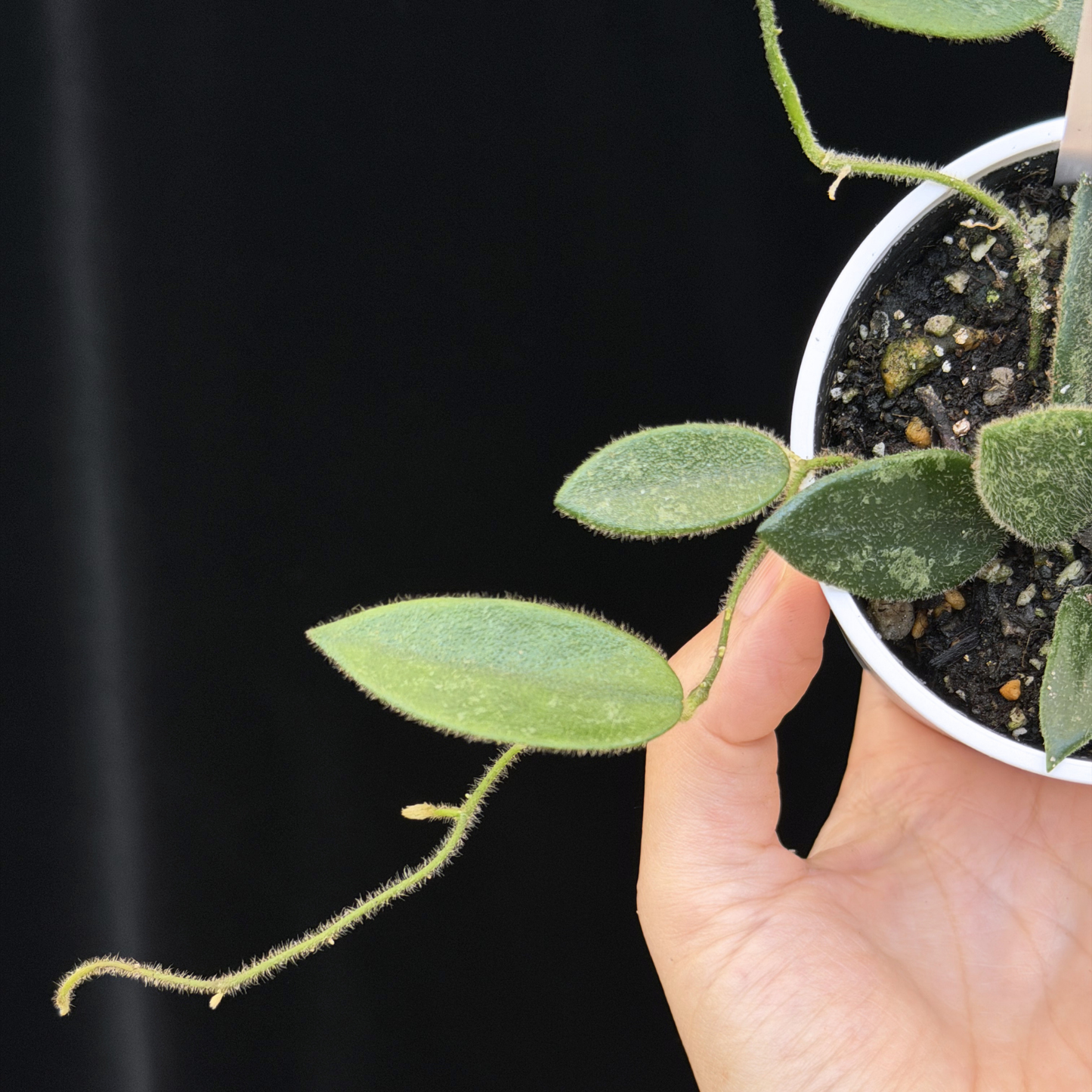 【一点もの】ホヤ トムソニー スプラッシュ Hoya thomsonii splash 17