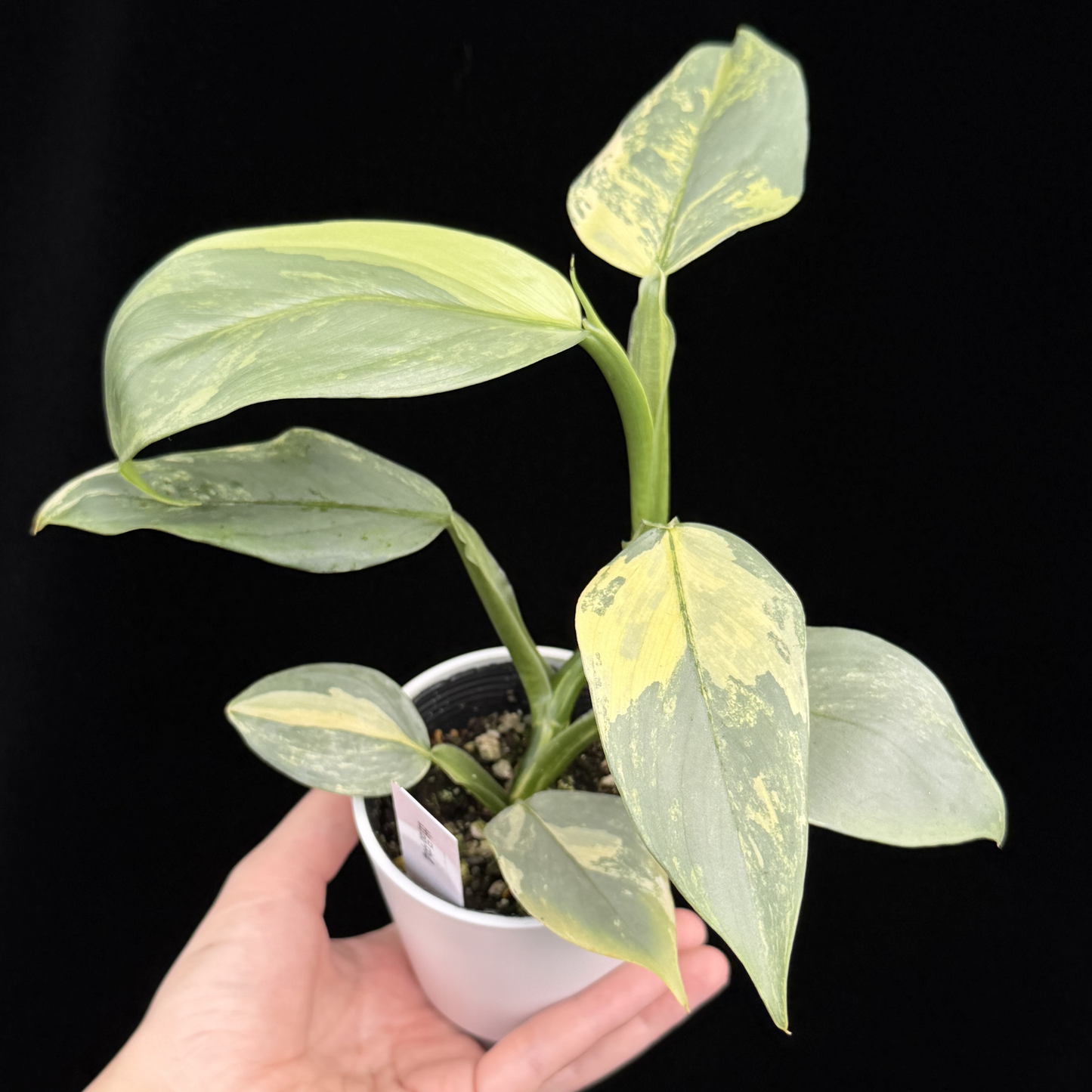 【一点もの】Philodendron Silver Sword Variegata フィロデンドロン シルバーソード シルバーメタル ハスタータム 斑入り レア 希少 4