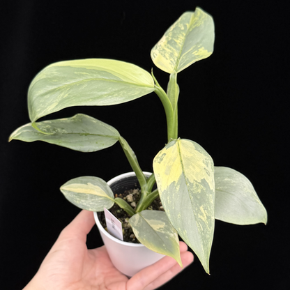 【一点もの】Philodendron Silver Sword Variegata フィロデンドロン シルバーソード シルバーメタル ハスタータム 斑入り レア 希少 4