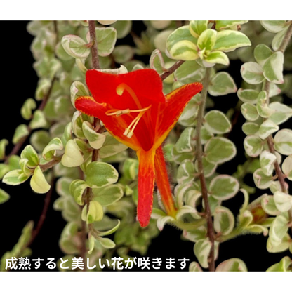 【一点もの】コルムネア ミクロフィラ 斑入り 希少 レア