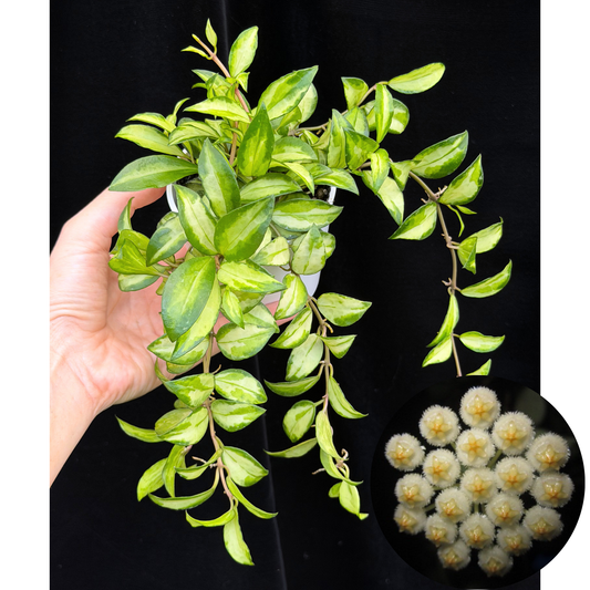 ホヤ ラクノーサ ブルーノ Hoya lacunosa Bruno