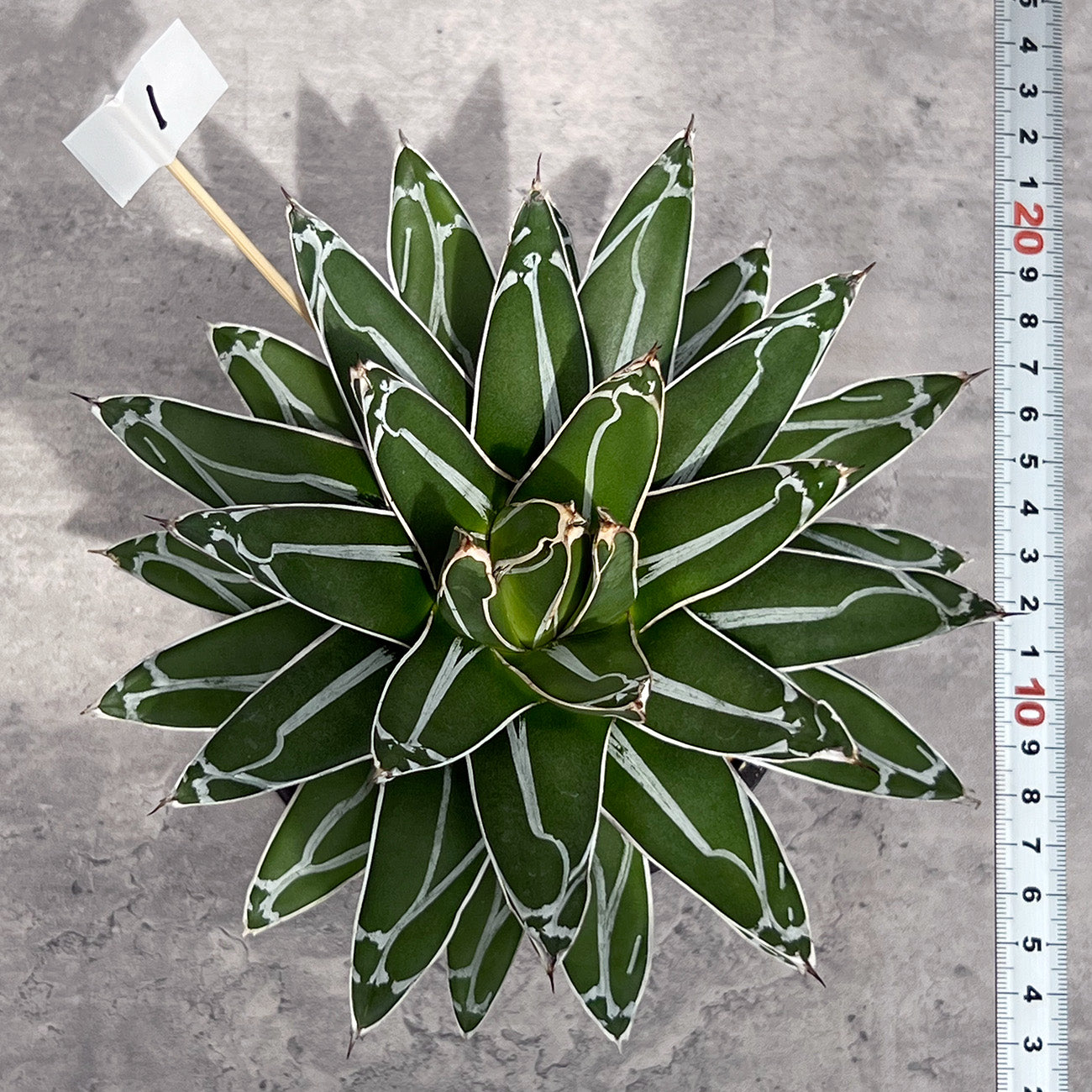 【現品販売】アガベ 笹雪 4号  BLACK PLASTIC POT 12cm×10cm 4号 黒 プラ鉢 受け皿付き