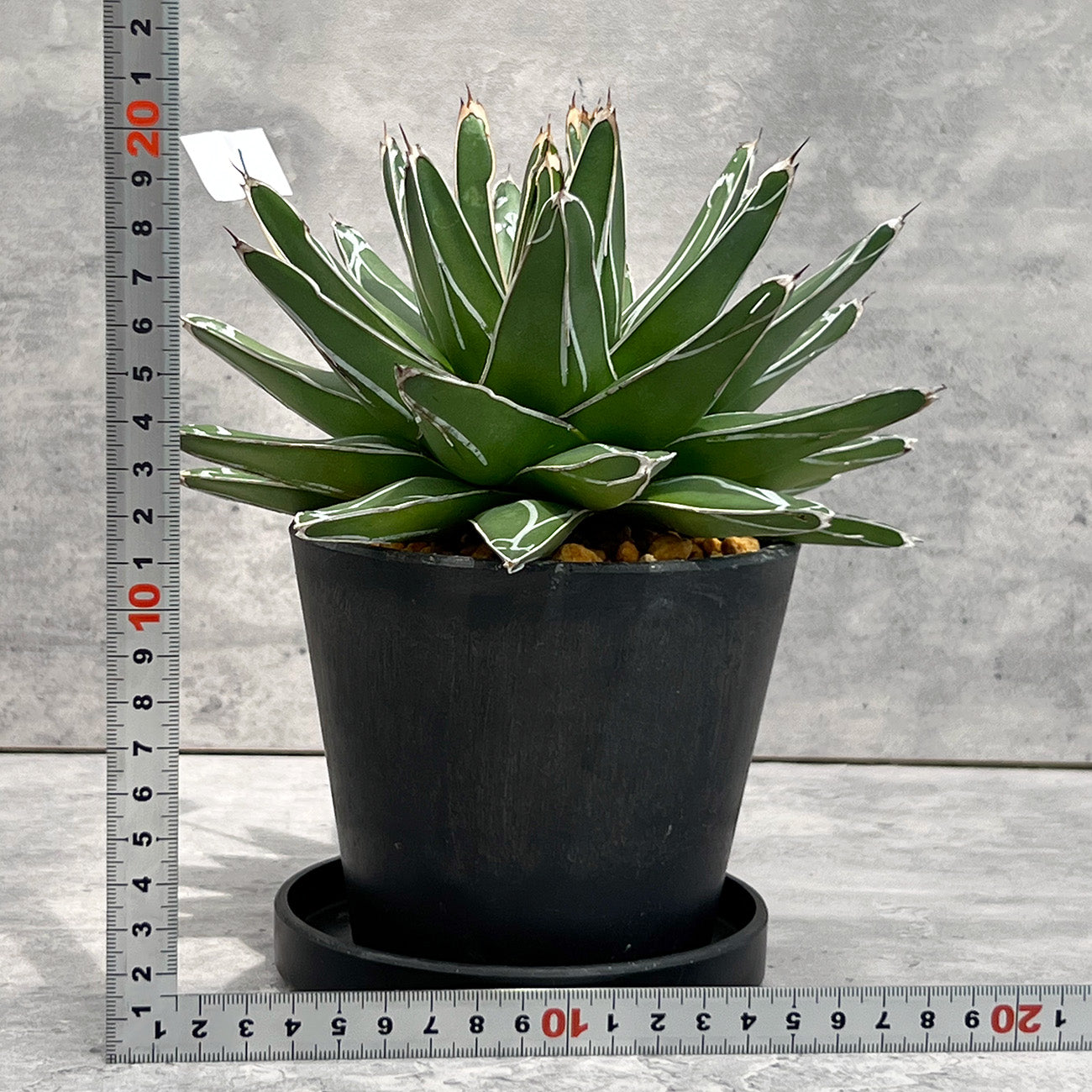 【現品販売】アガベ 笹雪 4号  BLACK PLASTIC POT 12cm×10cm 4号 黒 プラ鉢 受け皿付き