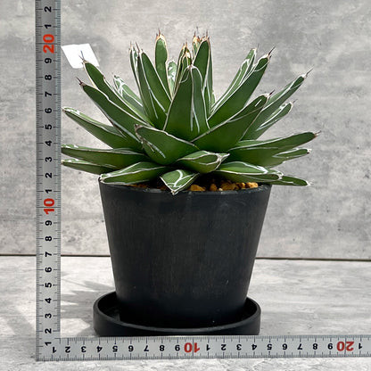 【現品販売】アガベ 笹雪 4号  BLACK PLASTIC POT 12cm×10cm 4号 黒 プラ鉢 受け皿付き