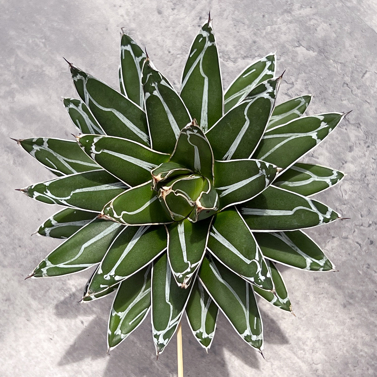 【現品販売】アガベ 笹雪 4号  BLACK PLASTIC POT 12cm×10cm 4号 黒 プラ鉢 受け皿付き