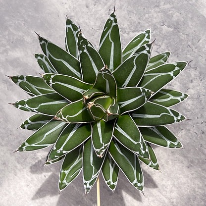 【現品販売】アガベ 笹雪 4号  BLACK PLASTIC POT 12cm×10cm 4号 黒 プラ鉢 受け皿付き