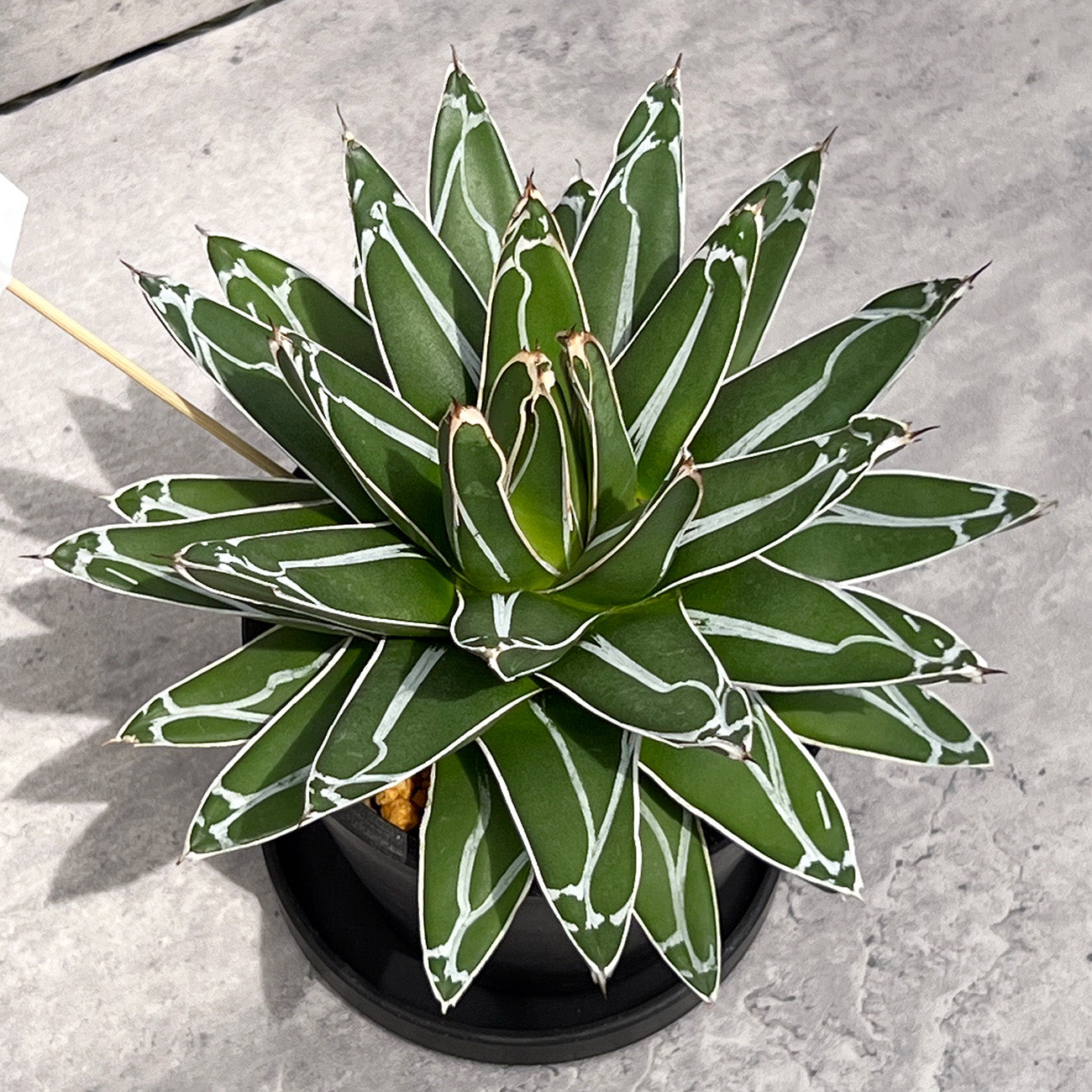 【現品販売】アガベ 笹雪 4号  BLACK PLASTIC POT 12cm×10cm 4号 黒 プラ鉢 受け皿付き