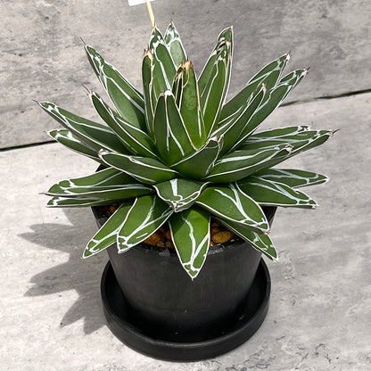 【現品販売】アガベ 笹雪 4号  BLACK PLASTIC POT 12cm×10cm 4号 黒 プラ鉢 受け皿付き