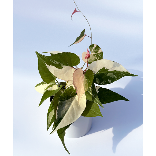 【一点もの販売】ファロピア マルチフローラ 斑入り Fallopia multiflora 'Variegata' 2.5号  B