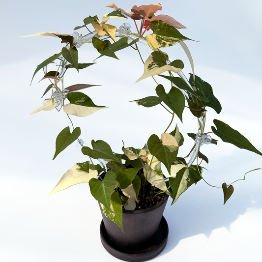 【一点もの販売】ファロピア マルチフローラ 斑入り Fallopia multiflora variegated BLACK PLASTIC POT 4号 アクリル支柱 プラ鉢 受け皿付き