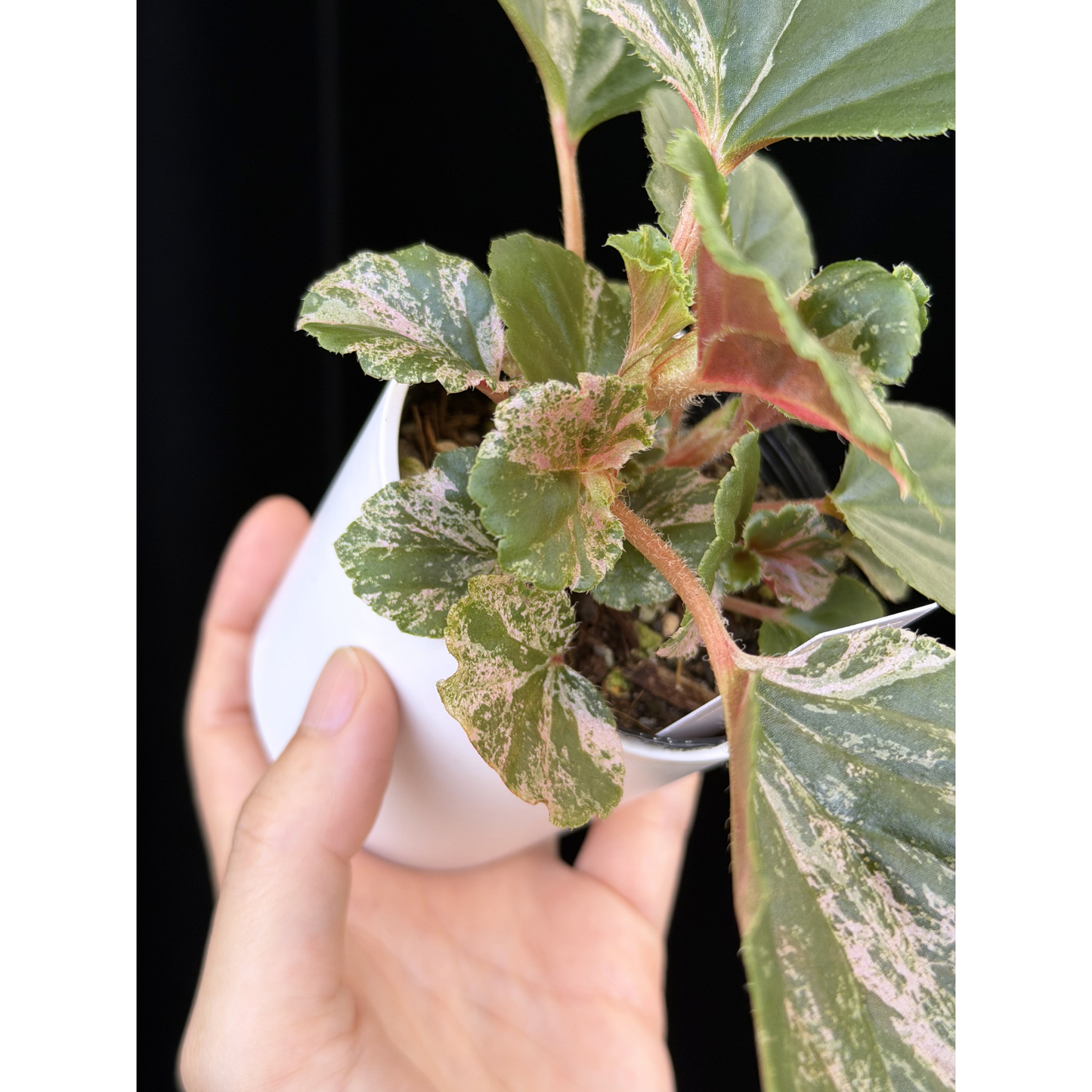【一点もの】ベゴニア ククラータ ピンク斑入り begonia cucullata Pink variegated 希少 レア 16