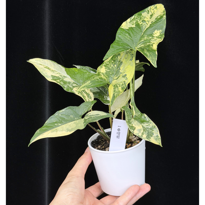【一点もの販売】シンゴニウム カリフォルニアゴールド