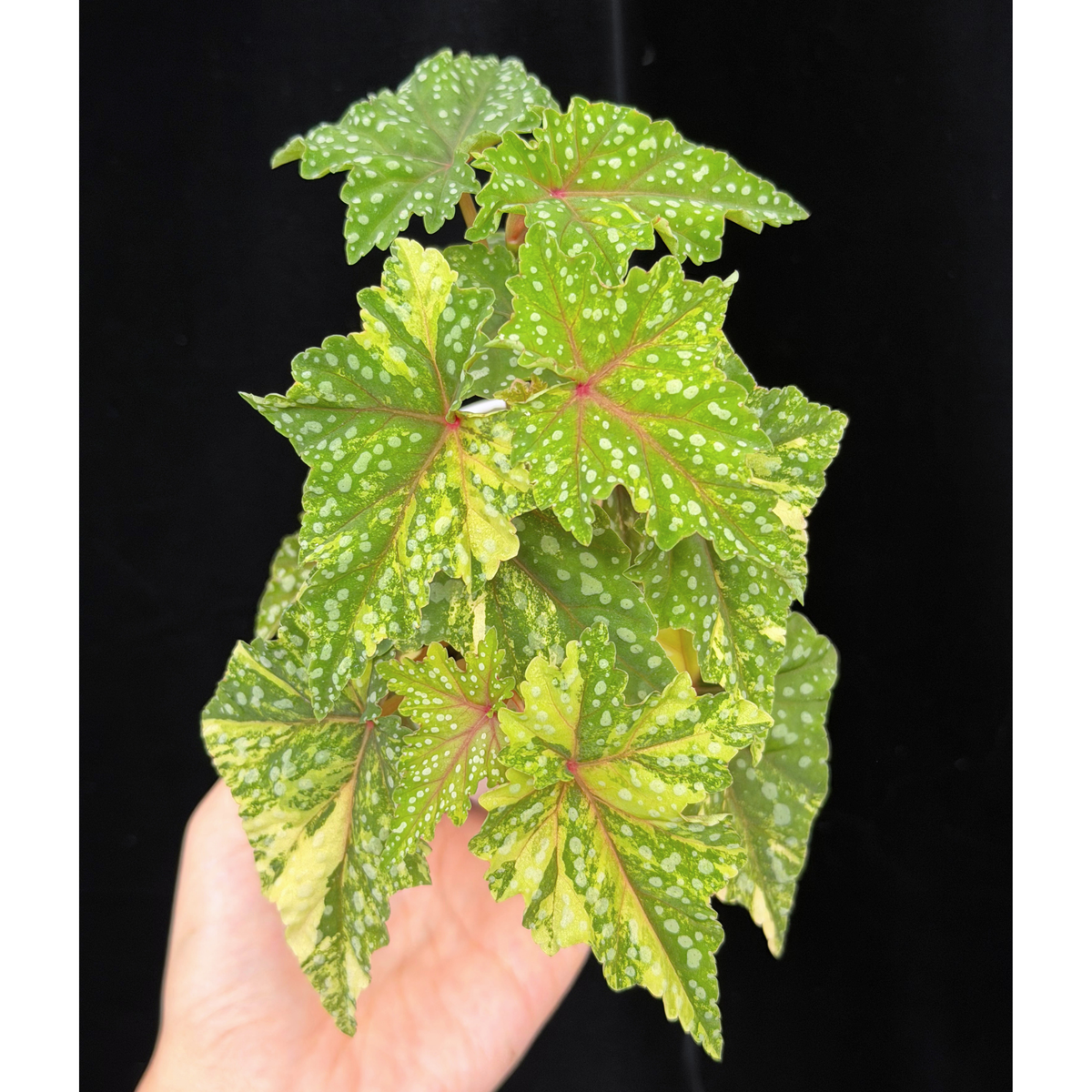 【一点もの】ベゴニア 出雲の煌星 斑入り Izumo no Kiraboshi variegated 希少 激レア