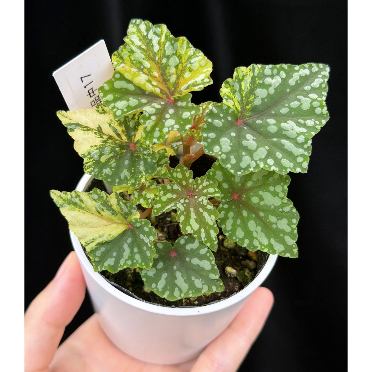 【一点もの】ベゴニア 出雲の煌星 斑入り Izumo no Kiraboshi variegated 希少 激レア 17
