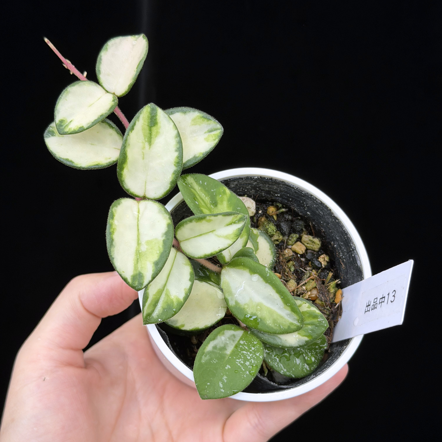 一点もの】ホヤ マチルダ 内斑入り Hoya mathilde inner variegated