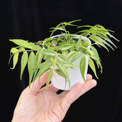 【一点もの】ホヤ レウカンサ  Hoya leucantha 希少 レア