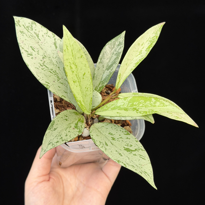 【一点もの】ホヤ プビカリクス シルバーゴースト Hoya Pubicalyx silver ghost 3号 スリット鉢 希少 レア ねこチップ 1