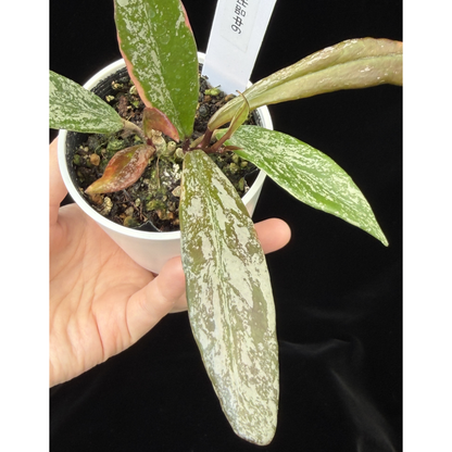 【一点もの】Hoya Pubicalyx Pink Silver albomarginata splash 希少 レア 6