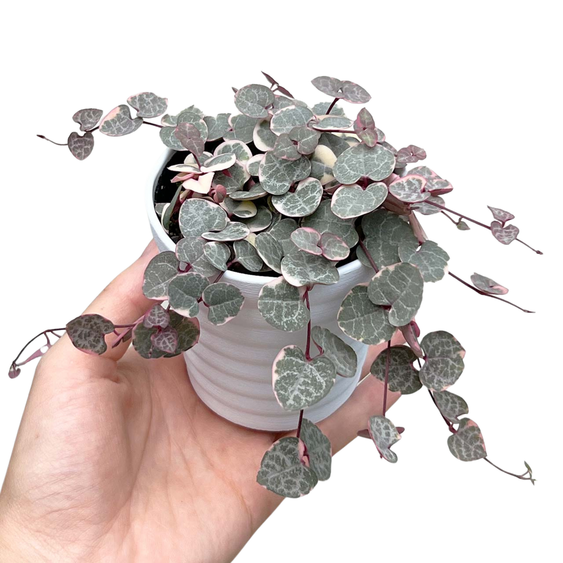 ハートカズラ レディハート – inakougei ハートカズラ レディハート – inakougei