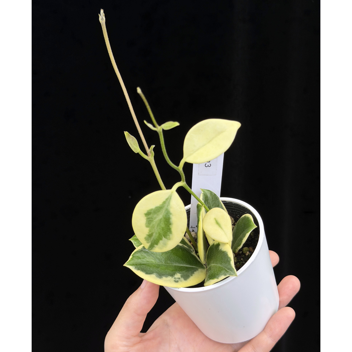 【一点もの】ホヤ オーストラリス ホワイトマージン Hoya australis 'White Margin' 3