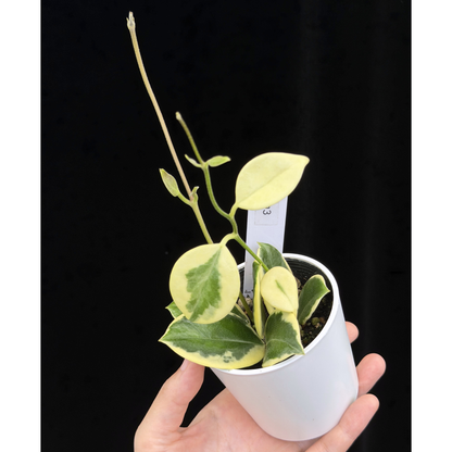【一点もの】ホヤ オーストラリス ホワイトマージン Hoya australis 'White Margin' 3