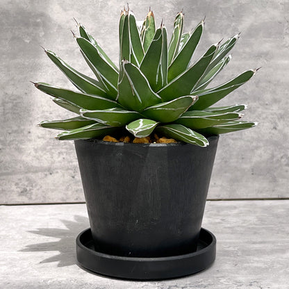 【現品販売】アガベ 笹雪 4号  BLACK PLASTIC POT 12cm×10cm 4号 黒 プラ鉢 受け皿付き