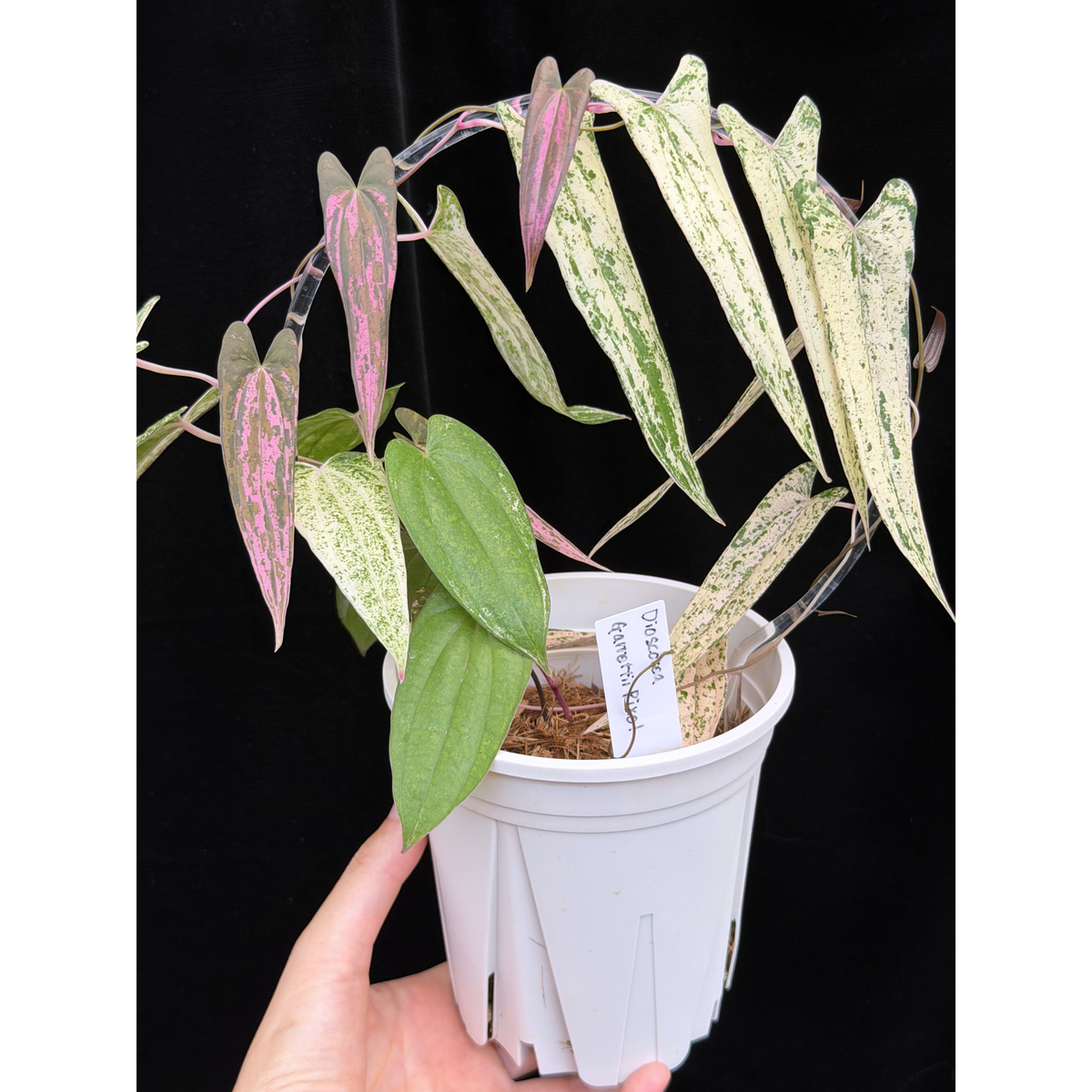 【一点もの】Dioscorea garrettii ‘Pixel’　ねこチップSS植え 激レア