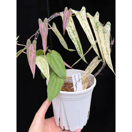 【一点もの】Dioscorea garrettii ‘Pixel’　ねこチップSS植え 激レア