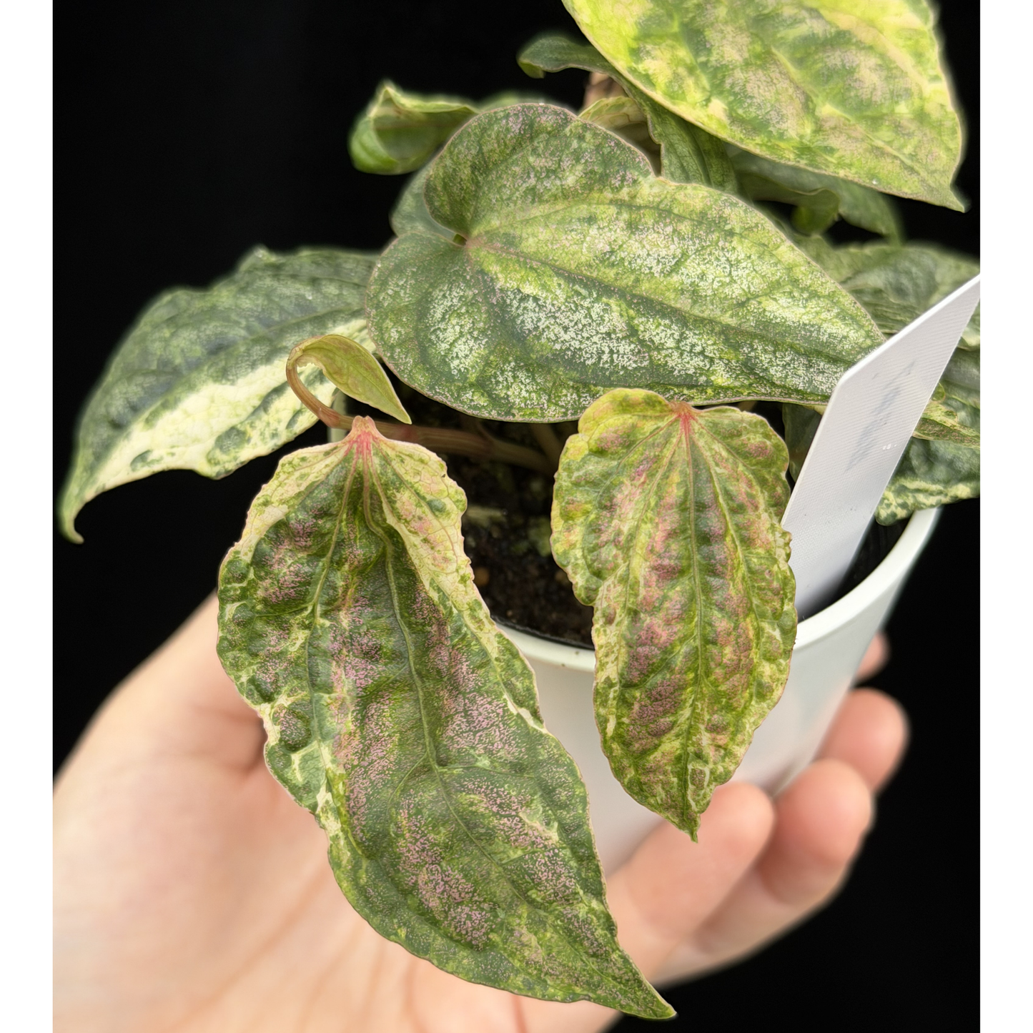 【一点もの】Piper sylvaticum variegated  ピペル シルバティクム斑入り 7