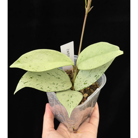 【一点もの】ホヤ プビカリクス シルバーゴースト Hoya Pubicalyx silver ghost 3号 スリット鉢 希少 レア ねこチップ 2