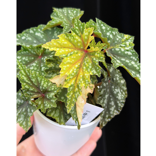 【一点もの】ベゴニア 出雲の煌星 斑入り Izumo no Kiraboshi variegated 希少 激レア 1