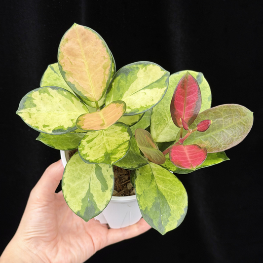 【一点もの】ホヤ オーストラリス リサ 2株植え 3.5号 ねこチップ