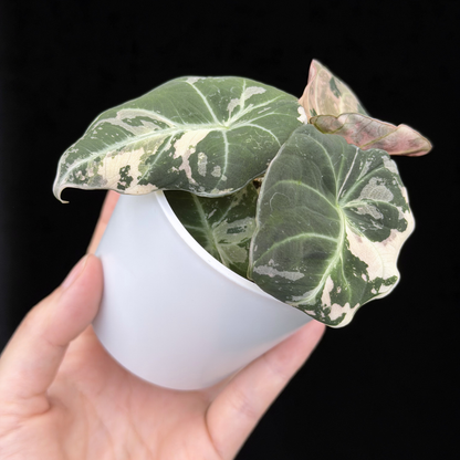 【一点もの】アロカシア ブラックベルベット ピンク斑入り Alocasia Black Velvet Pink Variegated レア 希少 9
