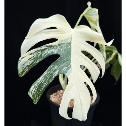 【一点もの】斑入りモンステラ ボルシギアナ　ホワイトタイガー 6号　Monstera borsigiana 'White Tiger'