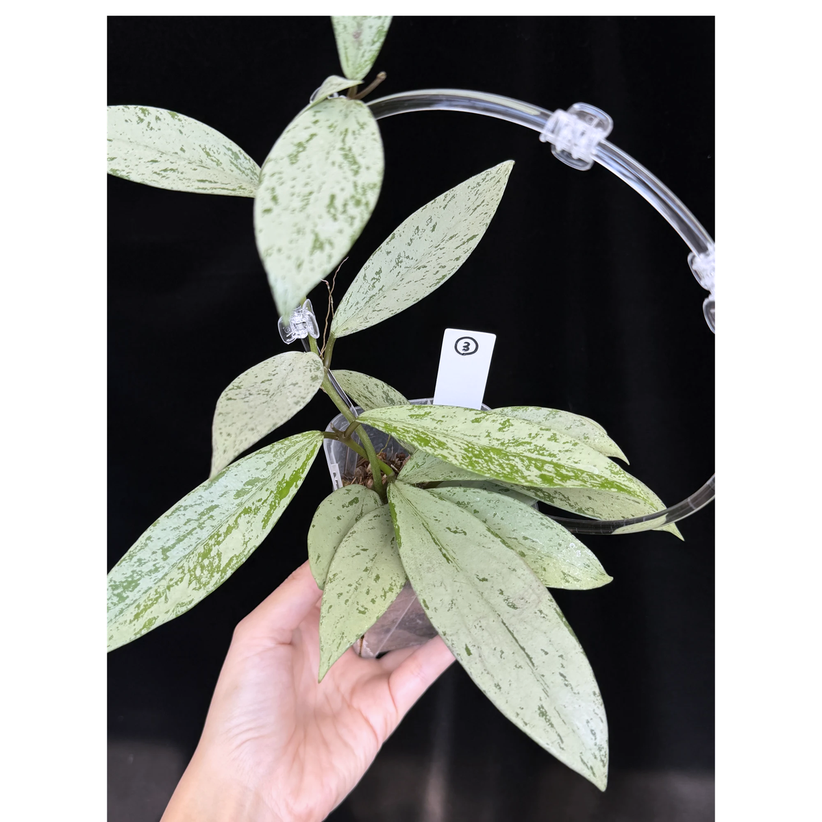 【一点もの】ホヤ プビカリクス シルバーゴースト Hoya Pubicalyx silver ghost  希少 レア ねこチップ ネガミエル3号 クリア支柱Mサイズ 3