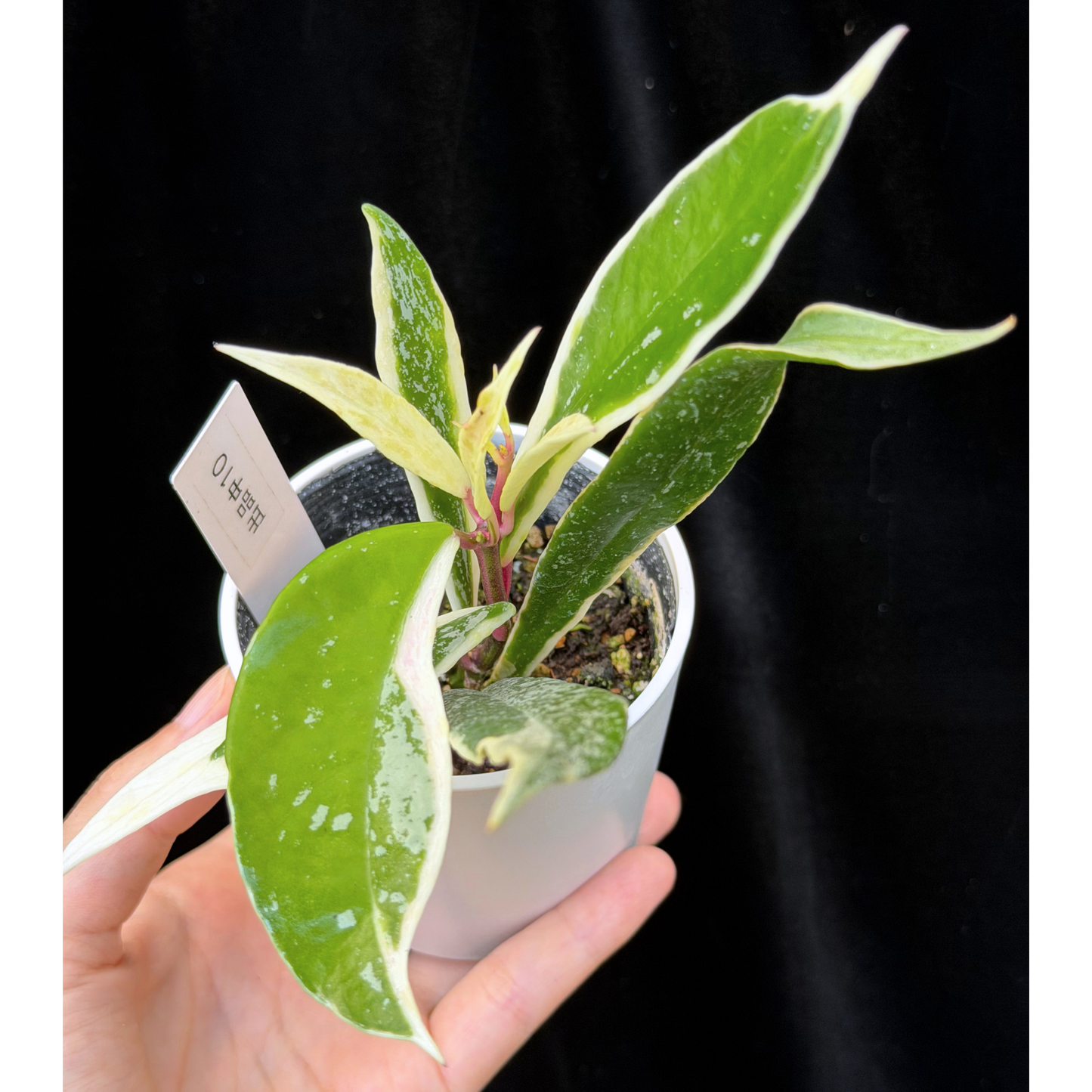 【一点もの】ホヤ プビカリクス ピンクシルバー アルボマギナータ スプラッシュ Hoya Pubicalyx pink silver albomarginata splash 希少 レア 10
