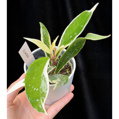 【一点もの】ホヤ プビカリクス ピンクシルバー アルボマギナータ スプラッシュ Hoya Pubicalyx pink silver albomarginata splash 希少 レア 10
