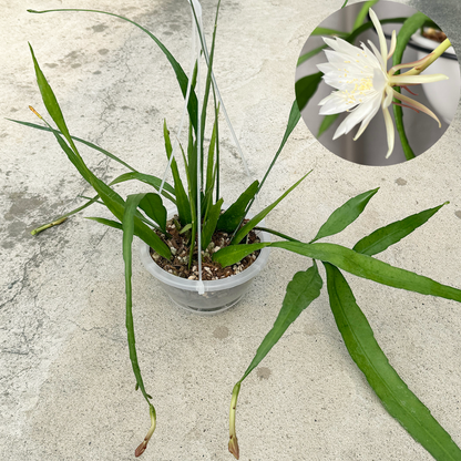 【一点もの販売】【ねこチップ】花芽付き エピフィラム・プミラム（ 姫月下美人）5号吊りポット ネガミエルAIR（直径約15cm）