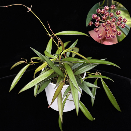 ホヤ ケンティアナ