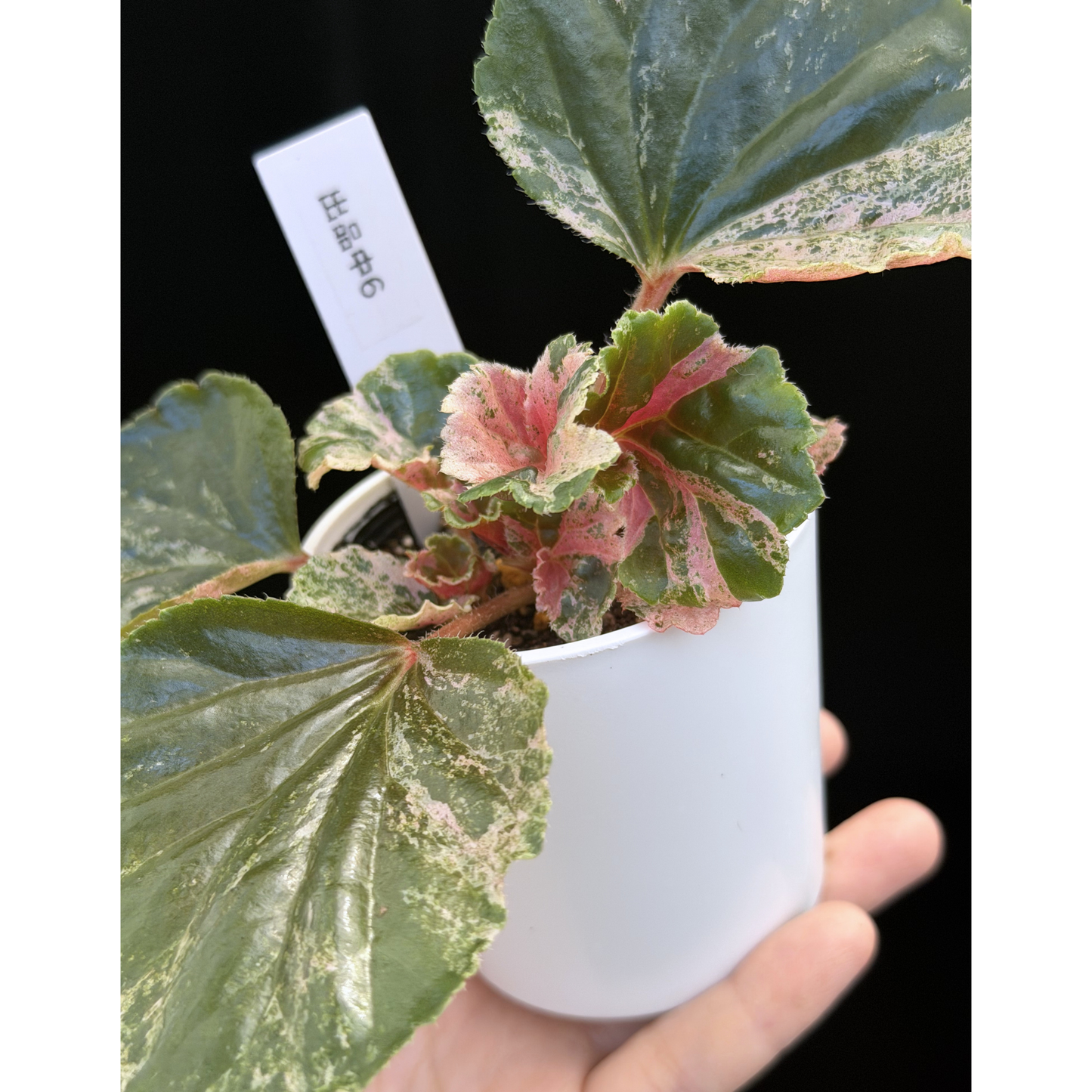 【一点もの】ベゴニア ククラータ ピンク斑入り begonia cucullata Pink variegated 希少 レア 6