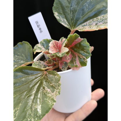 【一点もの】ベゴニア ククラータ ピンク斑入り begonia cucullata Pink variegated 希少 レア 6