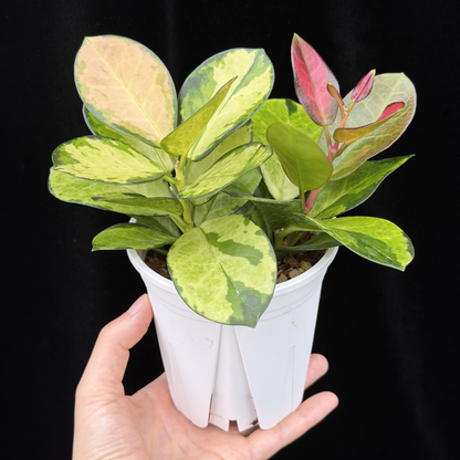 【一点もの】ホヤ オーストラリス リサ 2株植え 3.5号 ねこチップ