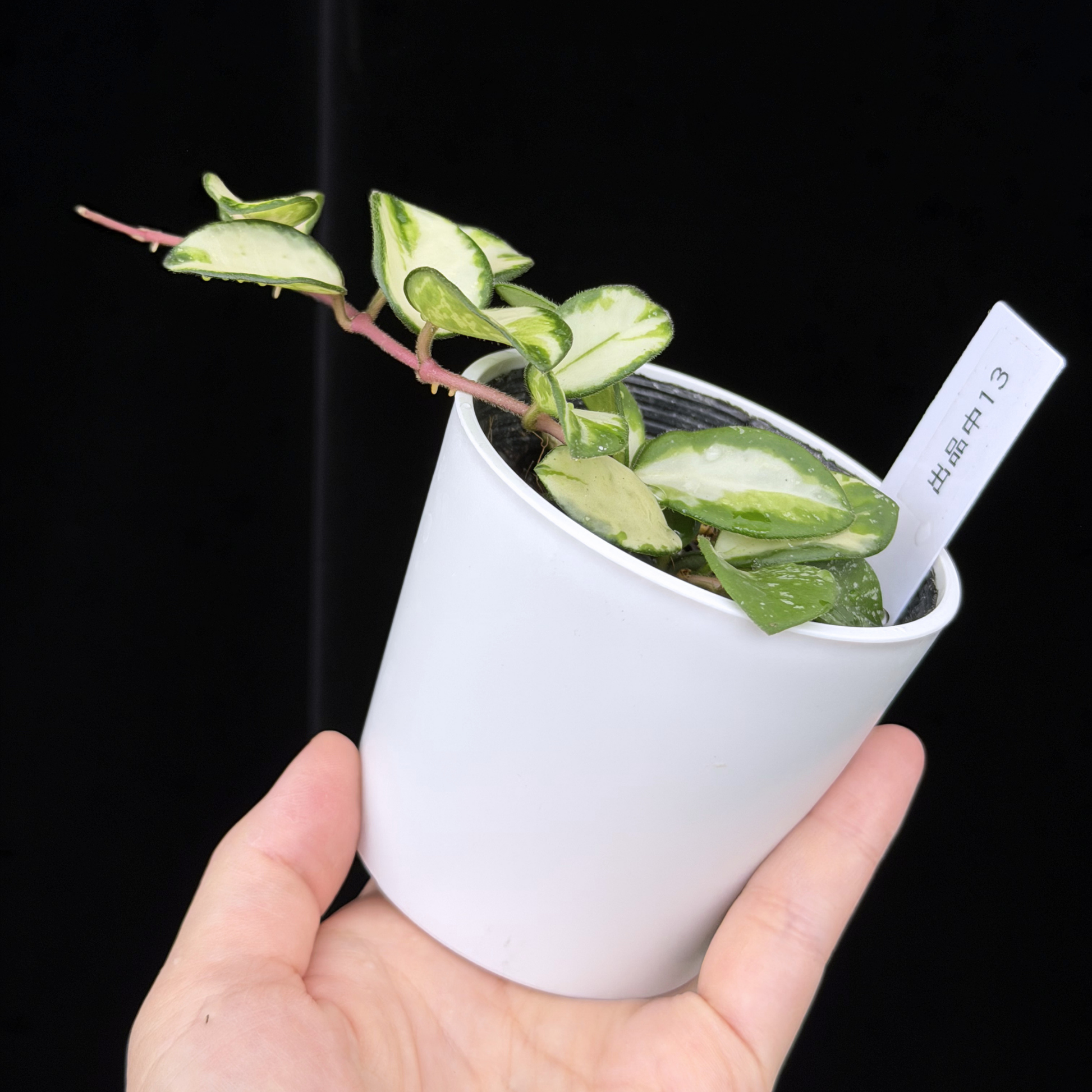 セール　ホヤ マチルダ内斑Hoya mathilde variegata 一点もの】ホヤ マチルダ 内斑入り Hoya mathilde inner variegated