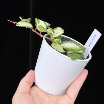 【一点もの】ホヤ マチルダ 内斑入り Hoya mathilde inner variegated 希少 レア 13