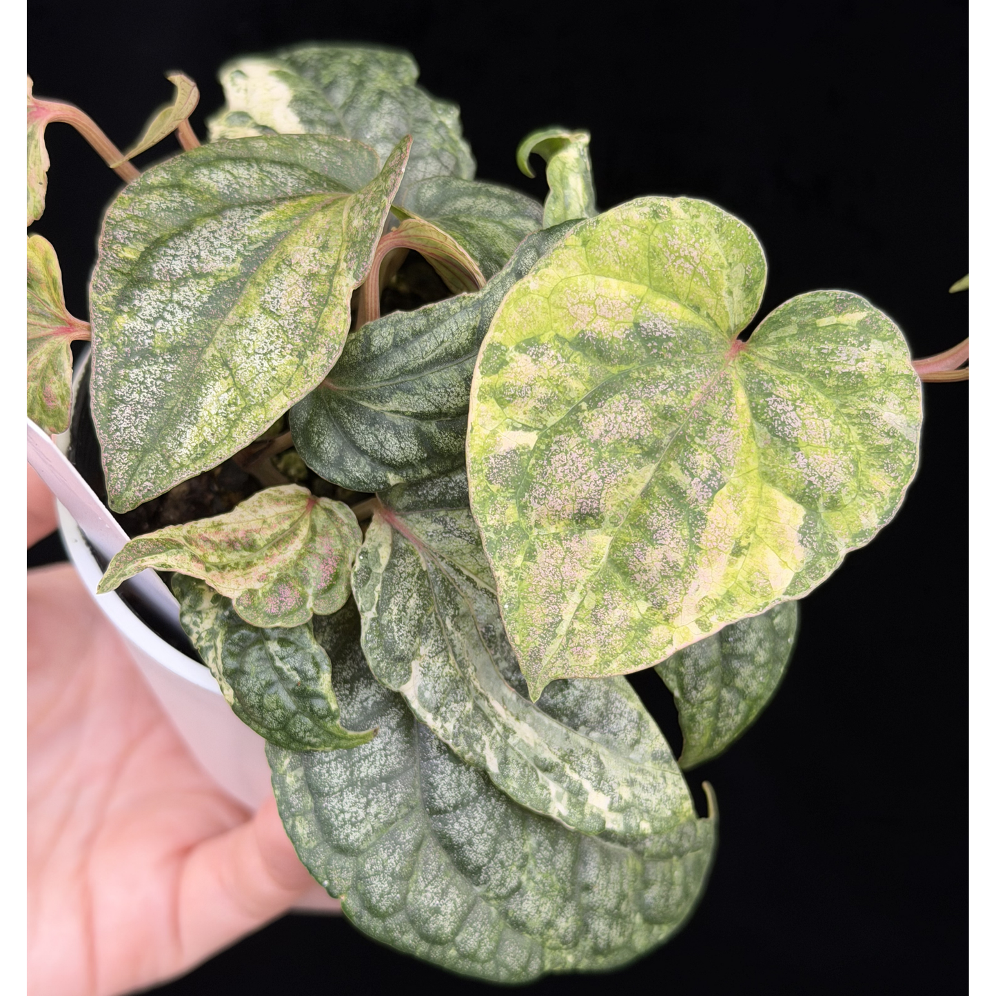 【一点もの】Piper sylvaticum variegated  ピペル シルバティクム斑入り 7