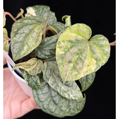 【一点もの】Piper sylvaticum variegated  ピペル シルバティクム斑入り 7