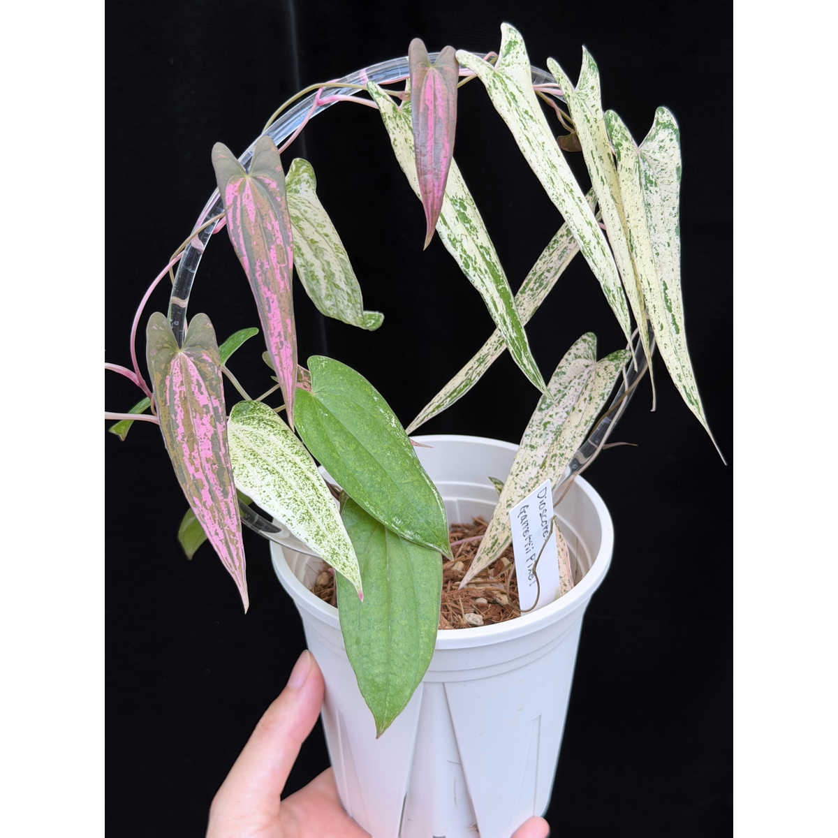 【一点もの】Dioscorea garrettii ‘Pixel’　ねこチップSS植え 激レア