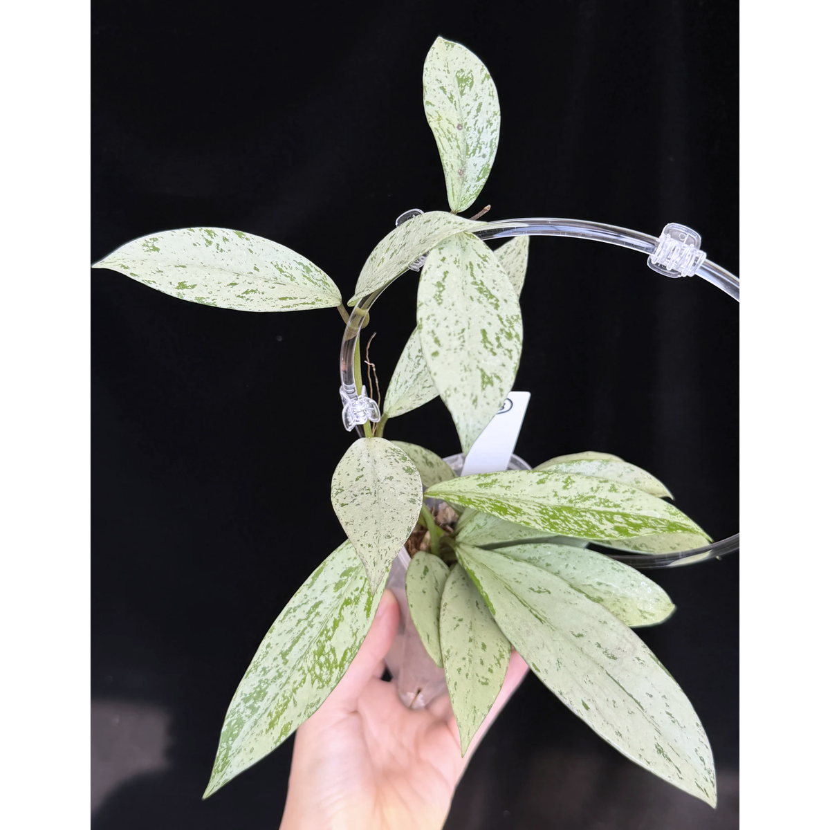 【一点もの】ホヤ プビカリクス シルバーゴースト Hoya Pubicalyx silver ghost  希少 レア ねこチップ ネガミエル3号 クリア支柱Mサイズ 3