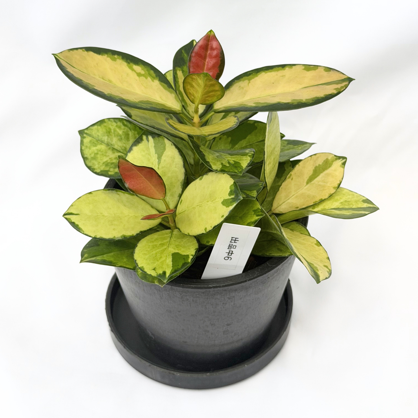 【一点もの】ホヤ オーストラリス リサ 4号 BLACK PLASTIC POT 受け皿付き ねこチップ